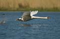 019 Höckerschwan im Flug (Cygnus olor)